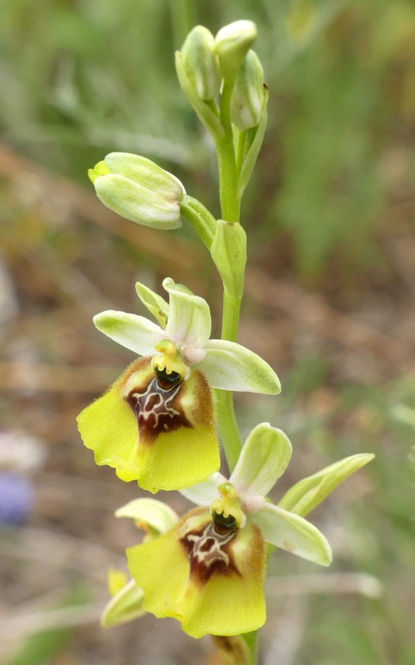 Ophrys lacaitae: la regina delle Ophrys prov. Frosinone  2020